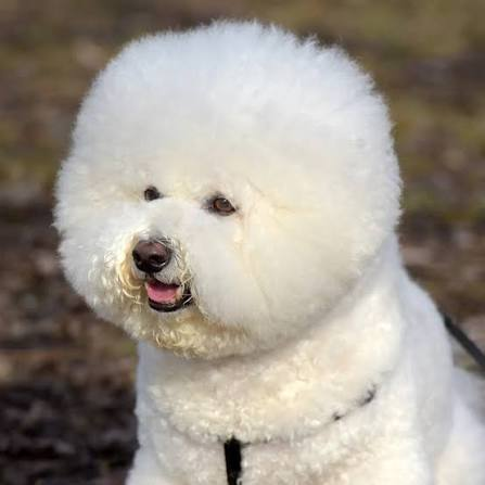Bichon Frisé puppy available in Delhi NCR